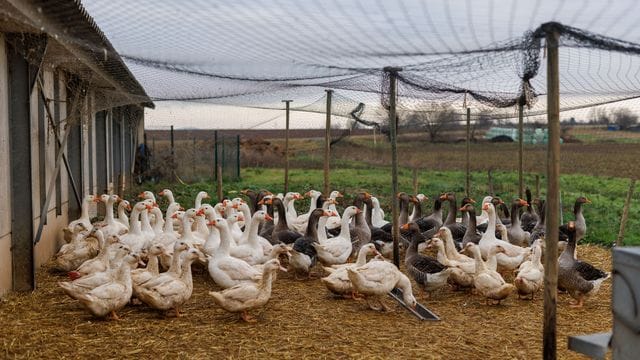 Auf dem Hof von Gilbert Schmitt werden Enten und Gänse gezüchtet, die Spezialität seines Betriebes ist Foie Gras, also Enten- und Gänsestopfleber, beziehungsweise Fettleber. Auf dem Hof von Gilbert Schmitt werden Enten und Gänse gezüchtet, die Spezialität seines Betriebes ist Foie Gras, also Enten- und Gänsestopfleber, beziehungsweise Fettleber.