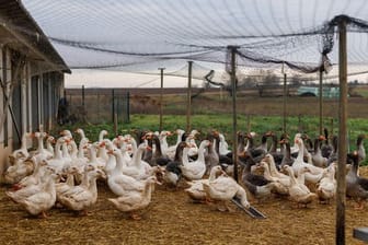 Auf dem Hof von Gilbert Schmitt werden Enten und Gänse gezüchtet, die Spezialität seines Betriebes ist Foie Gras, also Enten- und Gänsestopfleber, beziehungsweise Fettleber.