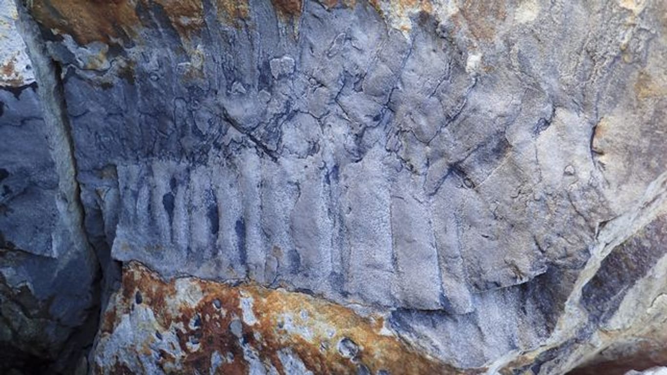 Handout-Foto des Arthropleura-Fossils am Strand von Howick in Northumberland.