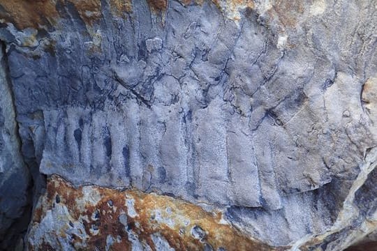 Handout-Foto des Arthropleura-Fossils am Strand von Howick in Northumberland.