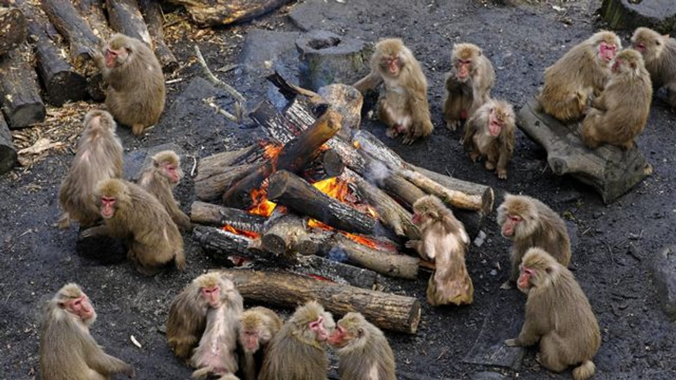 Affen wärmen sich an einem Feuer im "Japan Monkey Centre" im japanischen Inuyama.