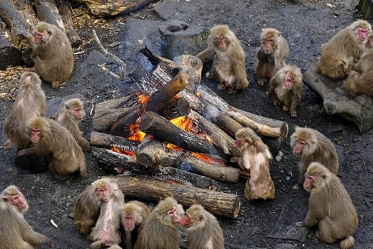 Affen wärmen sich an einem Feuer im "Japan Monkey Centre" im japanischen Inuyama.