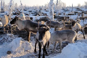 Viele in Lappland beheimatete Rentiere ziehen auf der Suche nach Nahrung immer häufiger weite Strecken in den Süden.