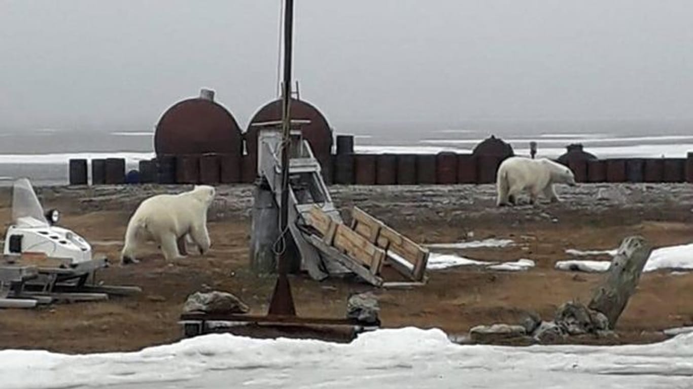 Das vom WWF zur Verfügung gestellte Handout zeigt zwei umherstreunende Eisbären 2019 in Norden Russlands.