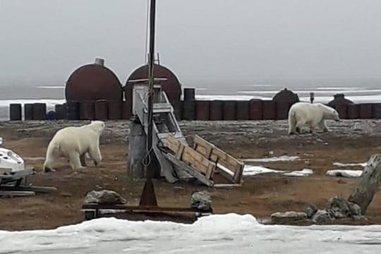 Das vom WWF zur Verfügung gestellte Handout zeigt zwei umherstreunende Eisbären 2019 in Norden Russlands.