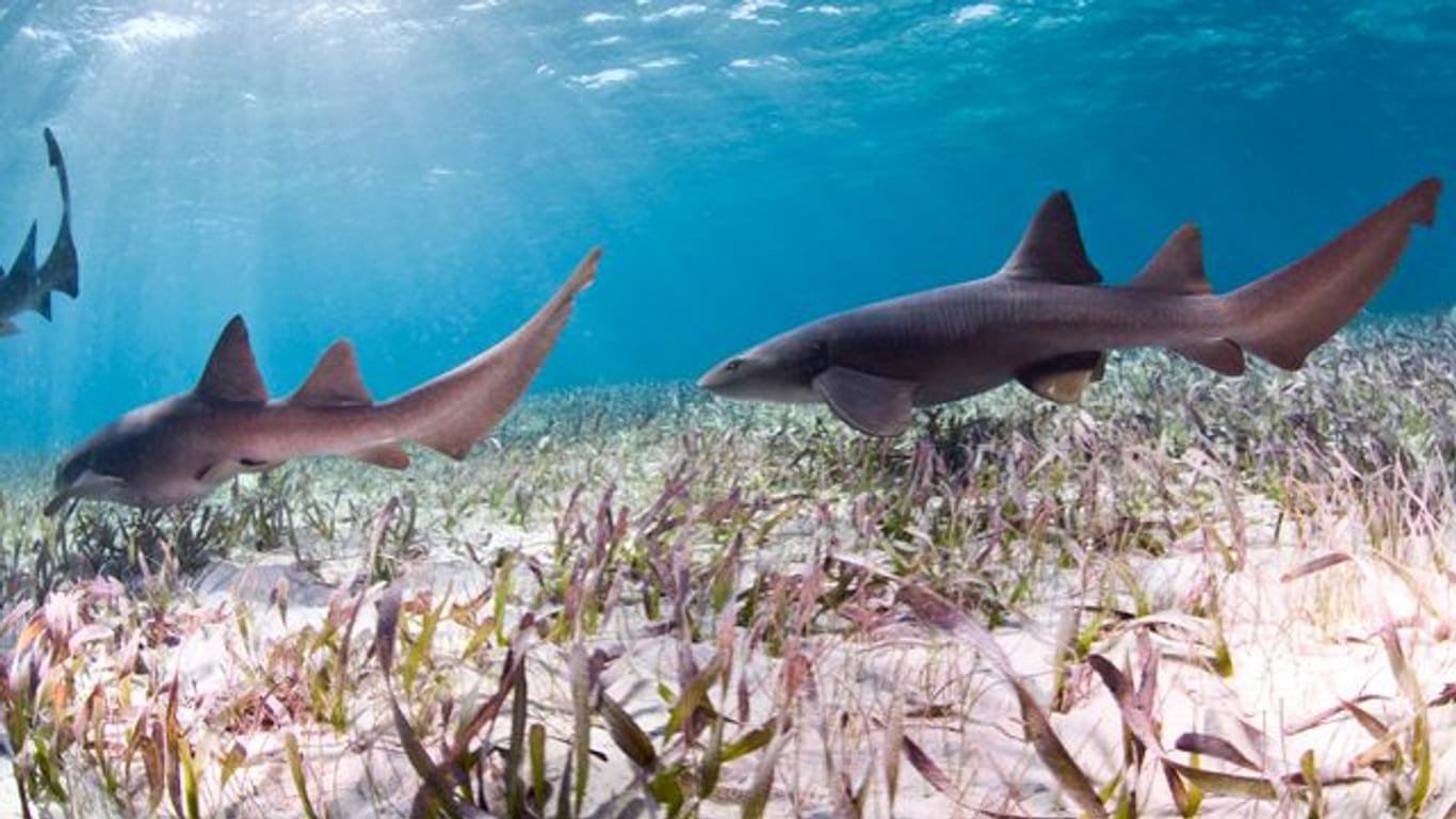 Haie: Überfischung, Lebensraumverlust und Klimawandel – dieses Trio ist für den schlechten Zustand vieler Haiarten verantwortlich.