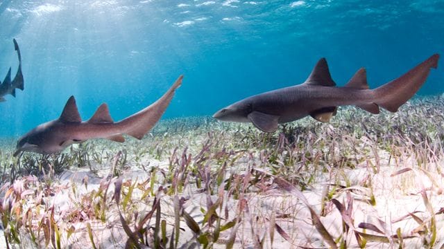 Haie: Überfischung, Lebensraumverlust und Klimawandel – dieses Trio ist für den schlechten Zustand vieler Haiarten verantwortlich.