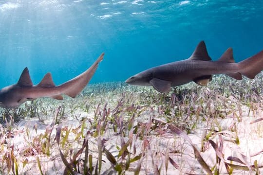 Haie: Überfischung, Lebensraumverlust und Klimawandel – dieses Trio ist für den schlechten Zustand vieler Haiarten verantwortlich.