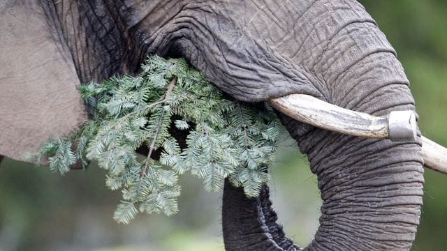 Die afrikanische Elefantendame Daisy verspeist einen Tannenbaum. Die afrikanische Elefantendame Daisy verspeist einen Tannenbaum.