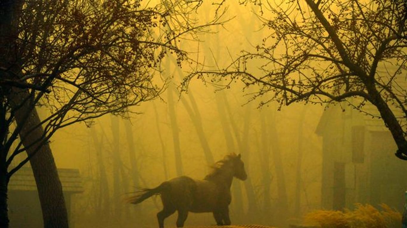 Ein Pferd rennt durch den Grasso Park in Superior.