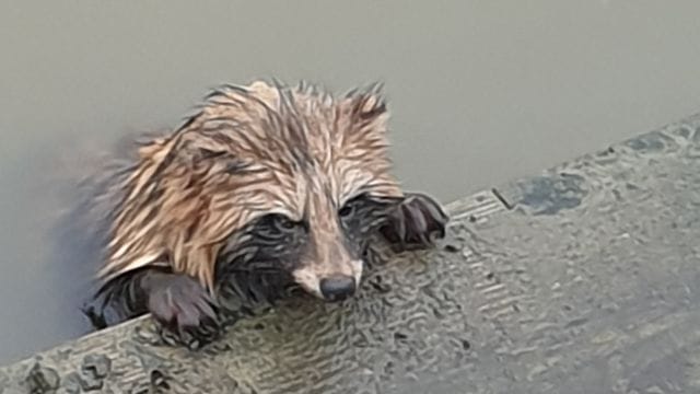 Diesen erschöpften Marderhund hat die Feuerwehr aus der Elbhafenanlage in Wedel (Kreis Pinneberg) gerettet. Diesen erschöpften Marderhund hat die Feuerwehr aus der Elbhafenanlage in Wedel (Kreis Pinneberg) gerettet.