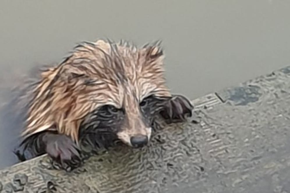 Diesen erschöpften Marderhund hat die Feuerwehr aus der Elbhafenanlage in Wedel (Kreis Pinneberg) gerettet.