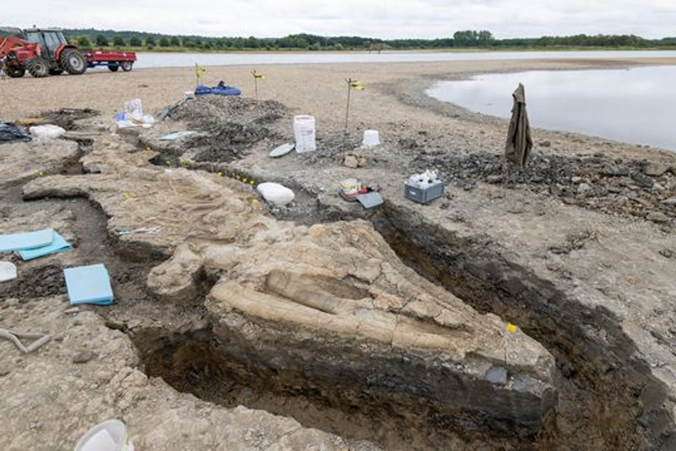 Paläontologen bei der Arbeit an dem Ichthyosaurier-Skelett, das im Rutland Nature Reserve gefunden wurde.