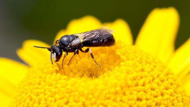 Das Männchen einer Rainfarn-Maskenbiene im Blütenstand einer Färber-Kamille.