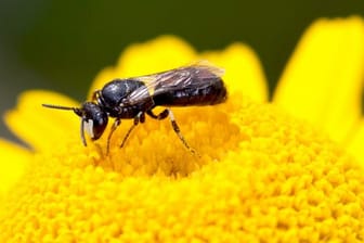 Das Männchen einer Rainfarn-Maskenbiene im Blütenstand einer Färber-Kamille.