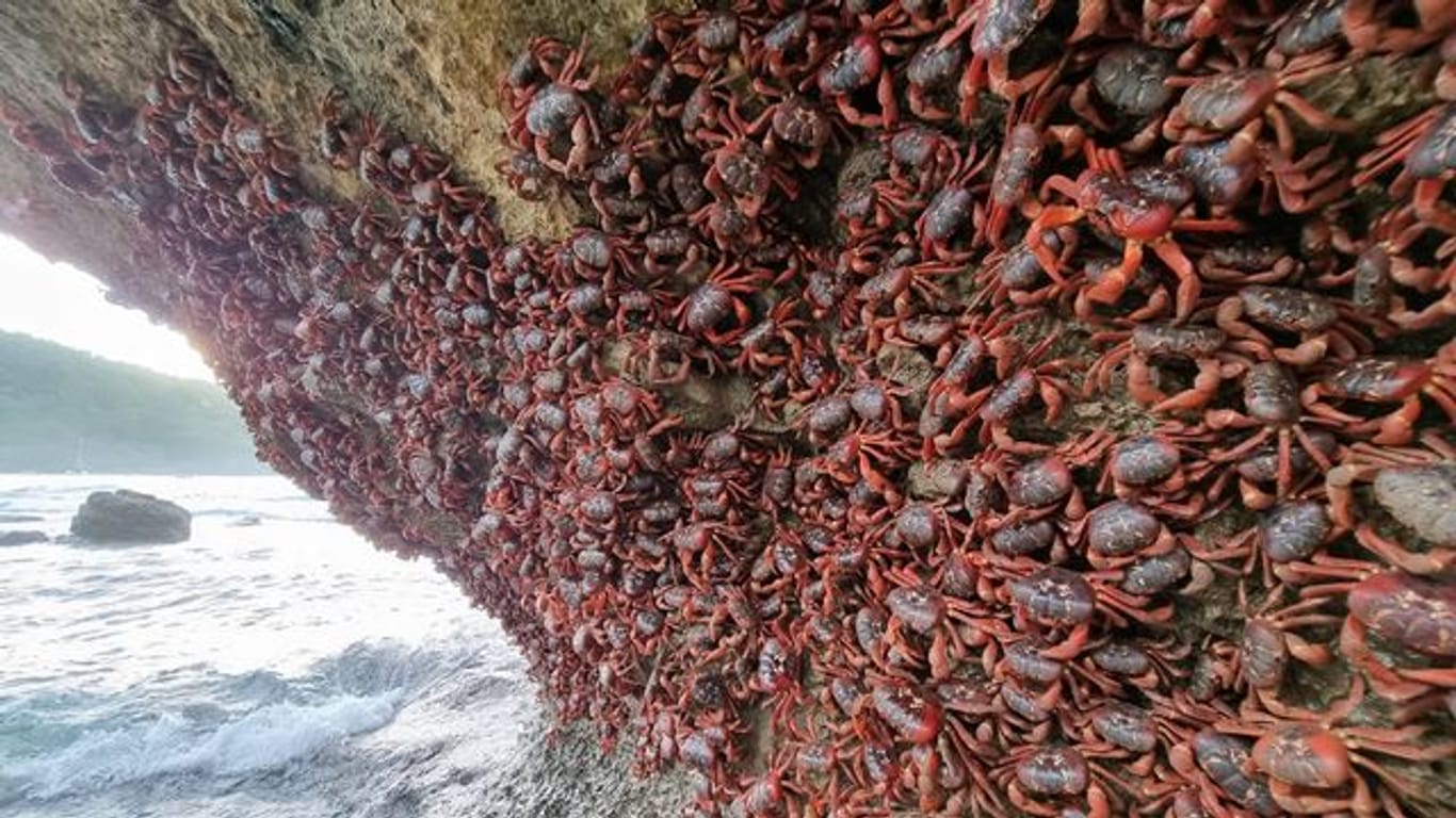 Unzählige Rote Landkrabben klammern sich an eine Felswand an einem Strand auf der Weihnachtsinsel.