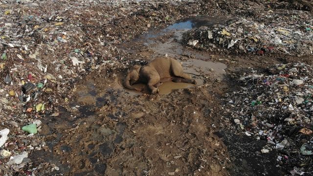 Der Körper eines wilden Elefanten liegt in einer offenen Mülldeponie im Dorf Pallakkadu im Osten Sri Lankas.