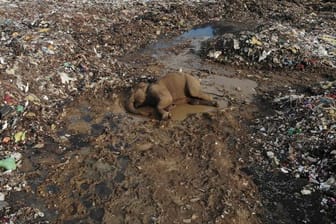 Der Körper eines wilden Elefanten liegt in einer offenen Mülldeponie im Dorf Pallakkadu im Osten Sri Lankas.