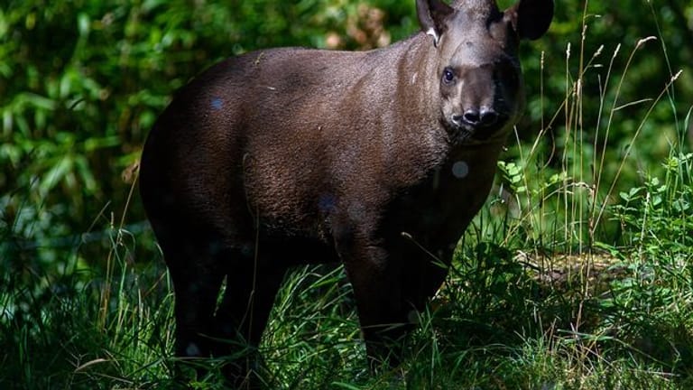 Forscher warnen, dass Tapire in Südamerika aussterben könnten.