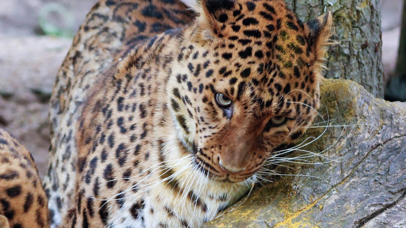 Leopardin Sunny (Archivbild): Das Tier ist bereits sieben Jahre alt.