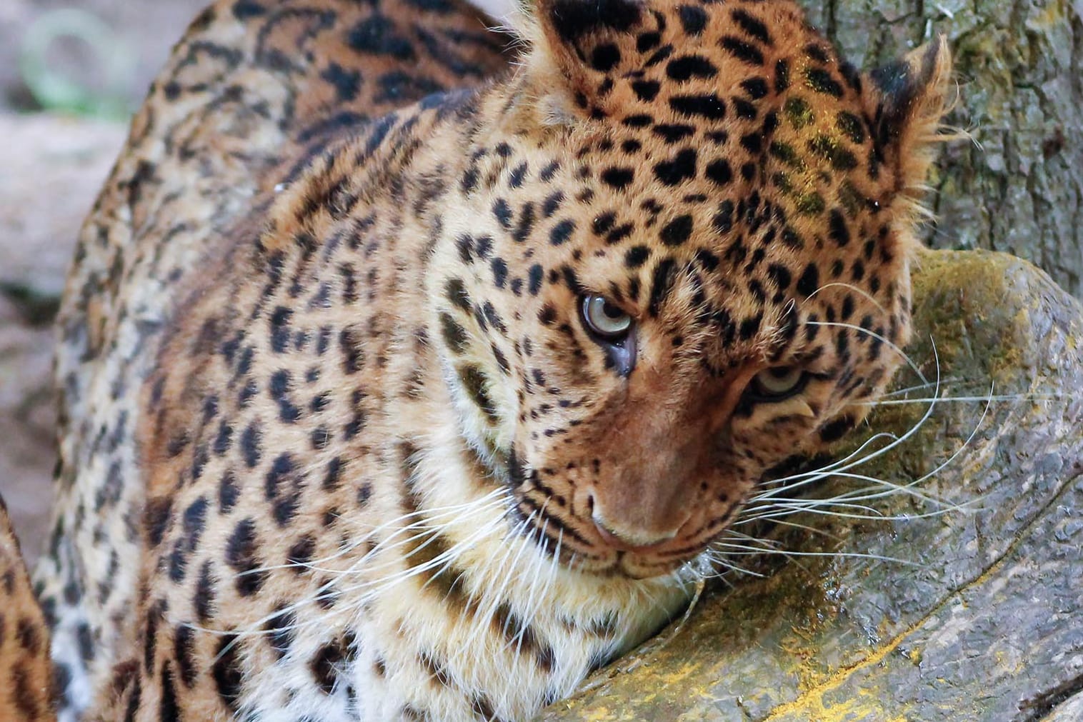 Leopardin Sunny (Archivbild): Das Tier ist bereits sieben Jahre alt.