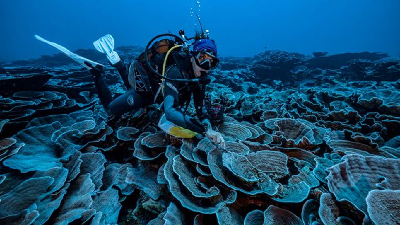 Vor der Küste Tahitis: Forscher haben im Pazifik ein großes Korallenriff entdeckt.