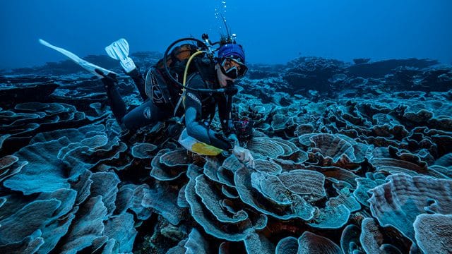 Vor der Küste Tahitis: Forscher haben im Pazifik ein großes Korallenriff entdeckt.