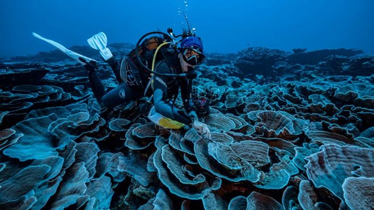 Vor der Küste Tahitis: Forscher haben im Pazifik ein großes Korallenriff entdeckt.