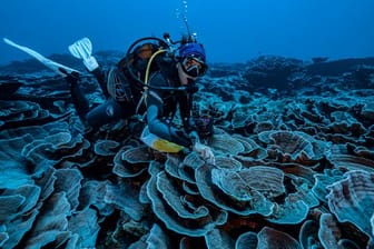 Vor der Küste Tahitis: Forscher haben im Pazifik ein großes Korallenriff entdeckt.