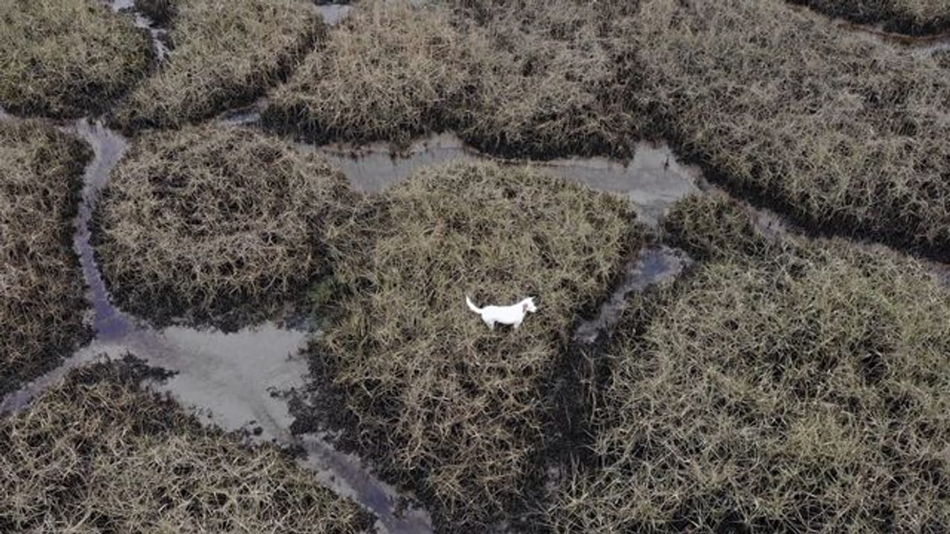 Drohnenfoto von Mischling "Millie" im Watt vor Südengland.
