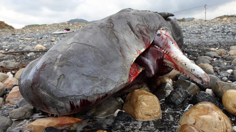 Ein sterbender Pottwal am Strand (Symbolfoto): Das verletzte Tier wurde an der griechischen Küste angespült. Rund die Hälfte aller gestrandeten Wale in Griechenland sind Opfer von Schiffskollisionen.