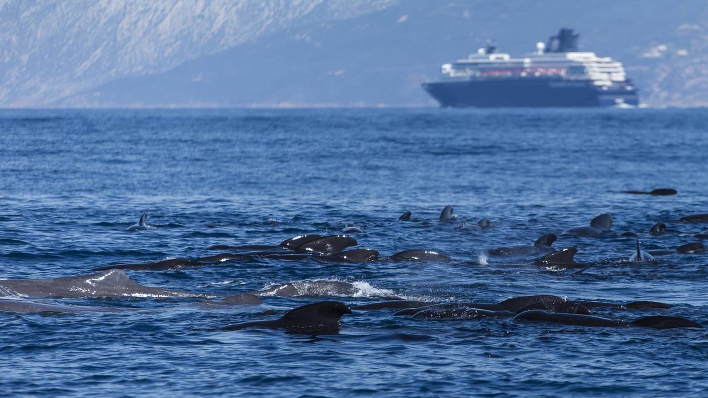 Grindwale und Pottwale tummeln sich in der Straße von Gibraltar (Symbolfoto): Die Gefahr, dass die großen Tiere mit Schiffen kollidieren, besteht auch in anderen Teilen des Mittelmeers sowie im Atlantik und Pazifik.