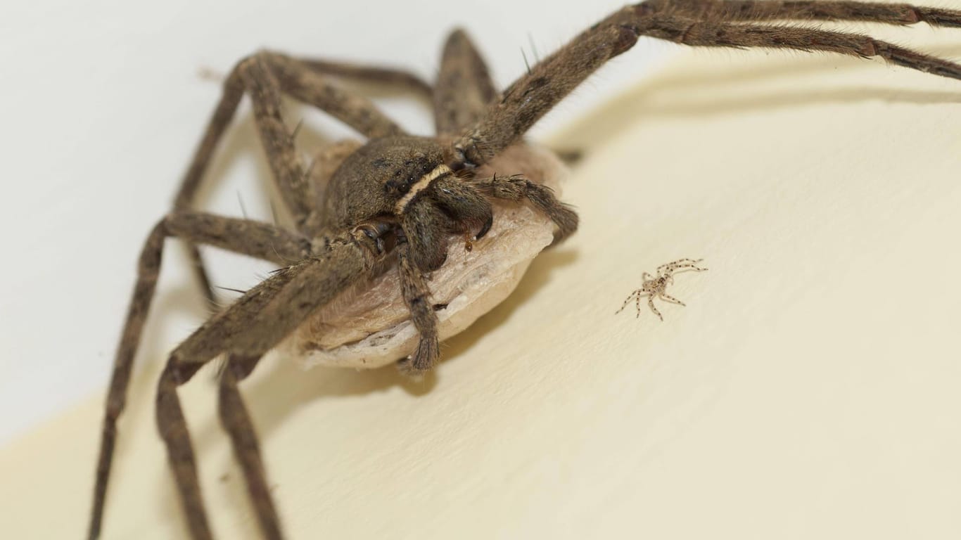 Eine Riesenkrabbenspinne (Symbolbild): Die Spinne ist giftig, ihr Biss allerdings nicht tödlich für den Menschen.