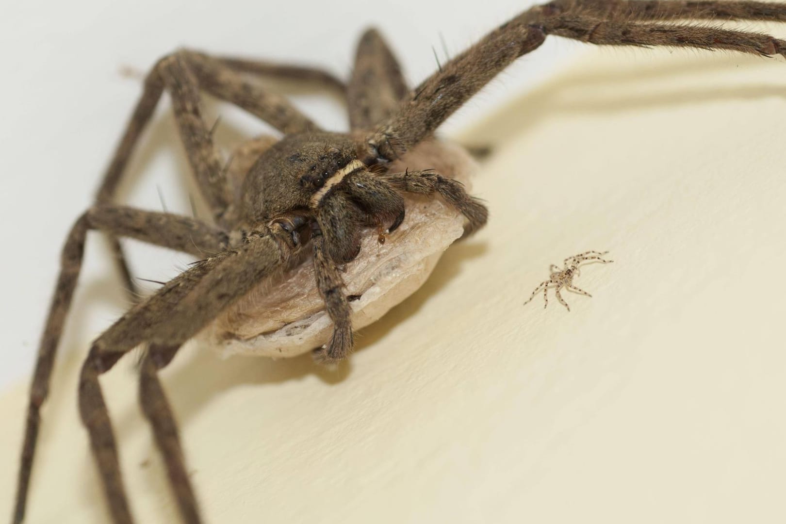 Eine Riesenkrabbenspinne (Symbolbild): Die Spinne ist giftig, ihr Biss allerdings nicht tödlich für den Menschen.