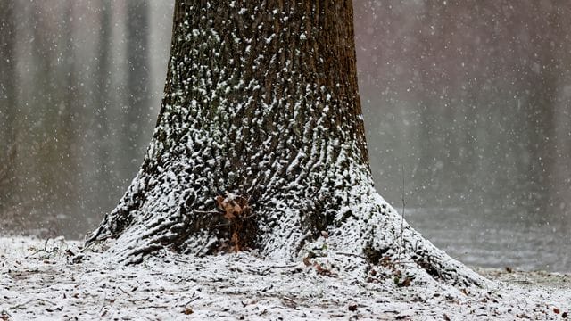 Schnee Schnee