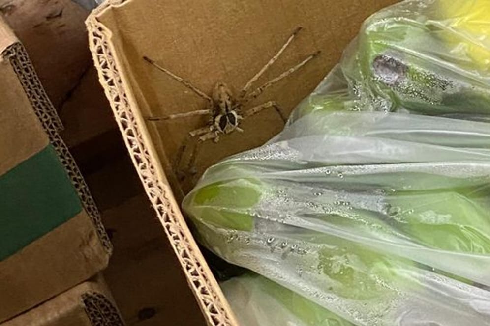 Spinne in Bananenkiste in Krefeld