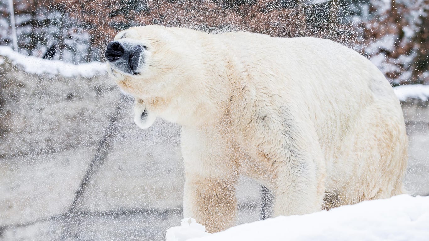 Eisbär bei Schnee im Tierpark Hellabrunn (Archivbild): Bei Schnee fühlen sich die beiden Eisbären besonders wohl.