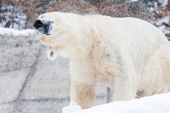 Eisbär bei Schnee im Tierpark Hellabrunn (Archivbild): Bei Schnee fühlen sich die beiden Eisbären besonders wohl.