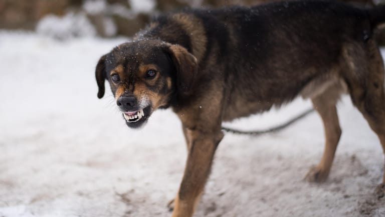 Hund fletscht die Zähne (Symbolbild): Die Tierschutzorganisation sieht die Verantwortung für Beißattacken bei den Hundehaltern.