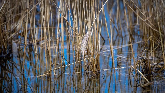 Schilfrohr im Wasser.