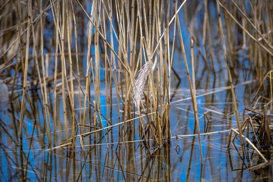 Schilfrohr im Wasser.