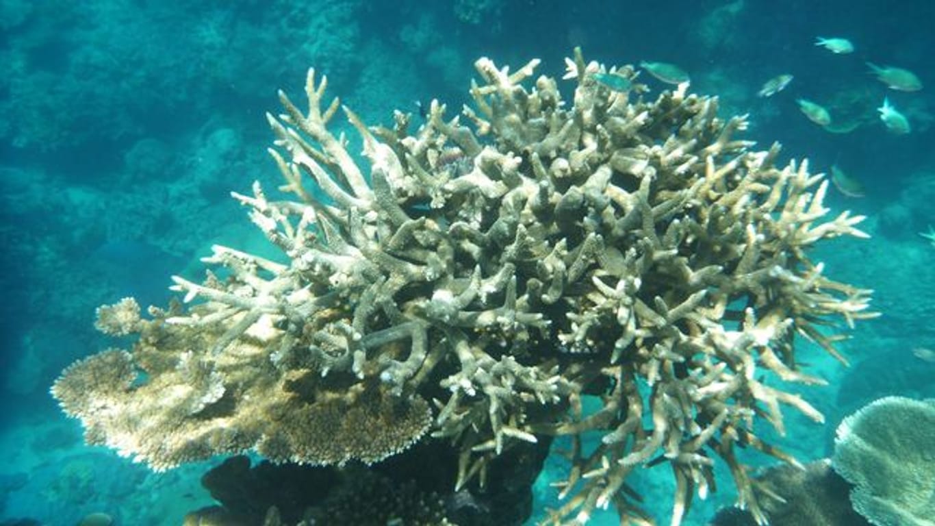 Korallen am Great Barrier Reef, die von der Korallenbleiche betroffen sind, vor der Küste von Cairns.