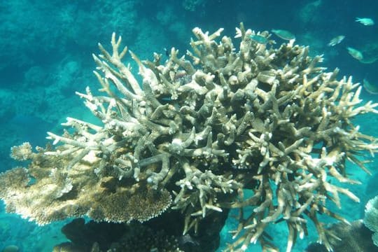 Korallen am Great Barrier Reef, die von der Korallenbleiche betroffen sind, vor der Küste von Cairns.