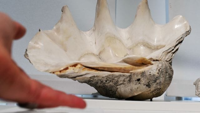 Naturkundemuseum startet Online-Wissensportal "Wunderkammer"