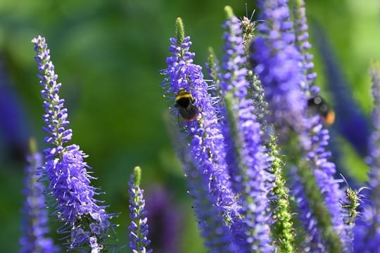 Es müssen nicht immer die Prachstauden sein: Wildstauden wie der Steppen-Salbei (Salvia nemorosa) sind oft sogar pflegeleichter.