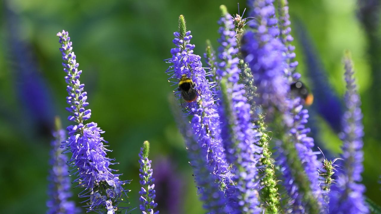 Es müssen nicht immer die Prachstauden sein: Wildstauden wie der Steppen-Salbei (Salvia nemorosa) sind oft sogar pflegeleichter.