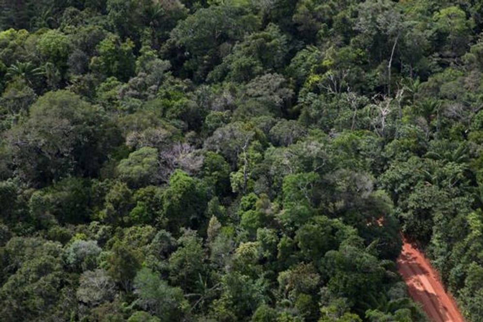 Ein Weg geht durch den Amazonas-Regenwald in Manaus: Experten befürchten, die jüngsten Daten könnten auf ein erhöhtes Risiko für ein weiteres verheerendes Jahr hindeuten.
