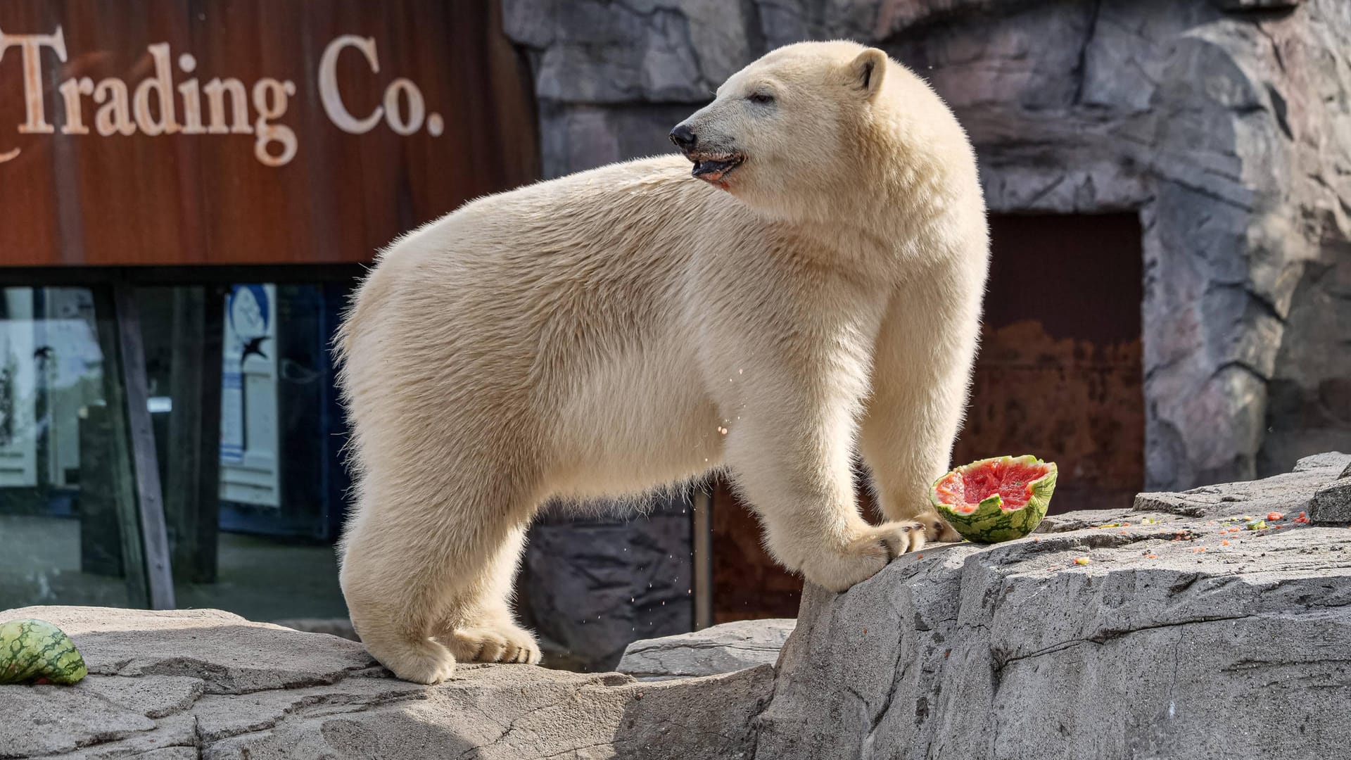 Die junge Eisbärin Nana des Zoos Hannover freut sich über Wassermelone (Archivbild): Circa 1.800 Tierpaten haben dem Zoo in der Pandemie mit Spenden geholfen. Die junge Eisbärin Nana des Zoos Hannover freut sich über Wassermelone (Archivbild): Circa 1.800 Tierpaten haben dem Zoo in der Pandemie mit Spenden geholfen.