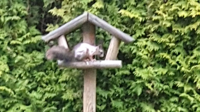 Das Eichhörnchen im Garten: Es kam immer wieder an die Futterstelle zurück.