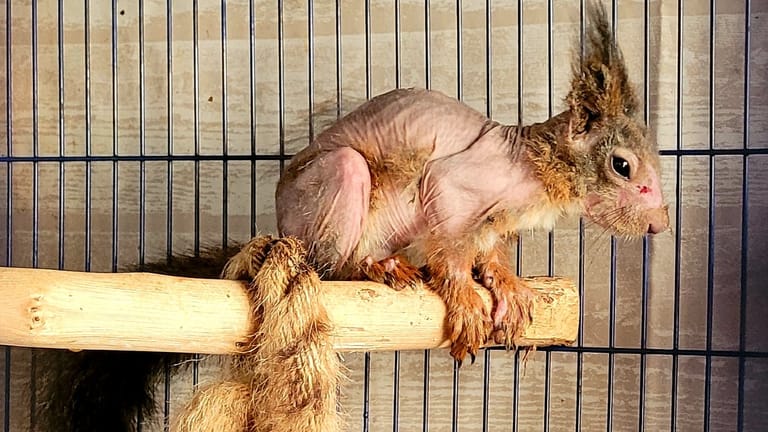 Das nackte Eichhörnchen: Das Tier befindet sich nun in einer Auffangstation.